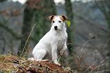 PARSON RUSSEL TERRIER 213